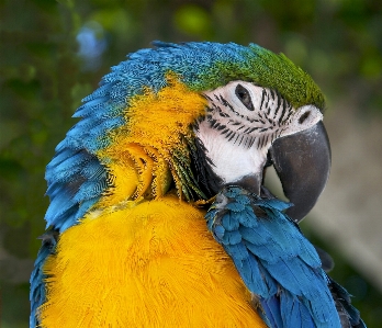 Bird wing wildlife portrait Photo