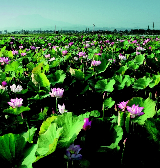 Pianta campo foglia fiore