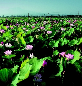 植物 分野 葉 花 写真