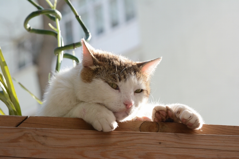 Gatto mammifero basettoni
 vertebrato
