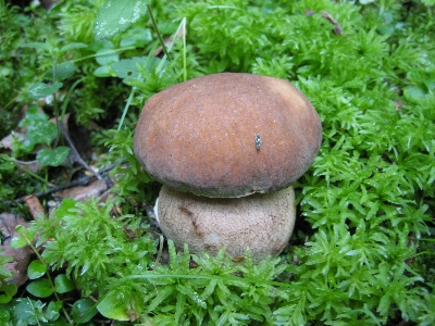 Natur wald boden pilz Foto