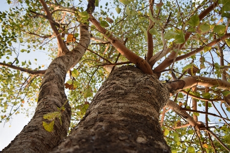 Landscape tree nature forest Photo