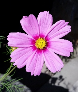 Natur blüte anlage fotografie Foto