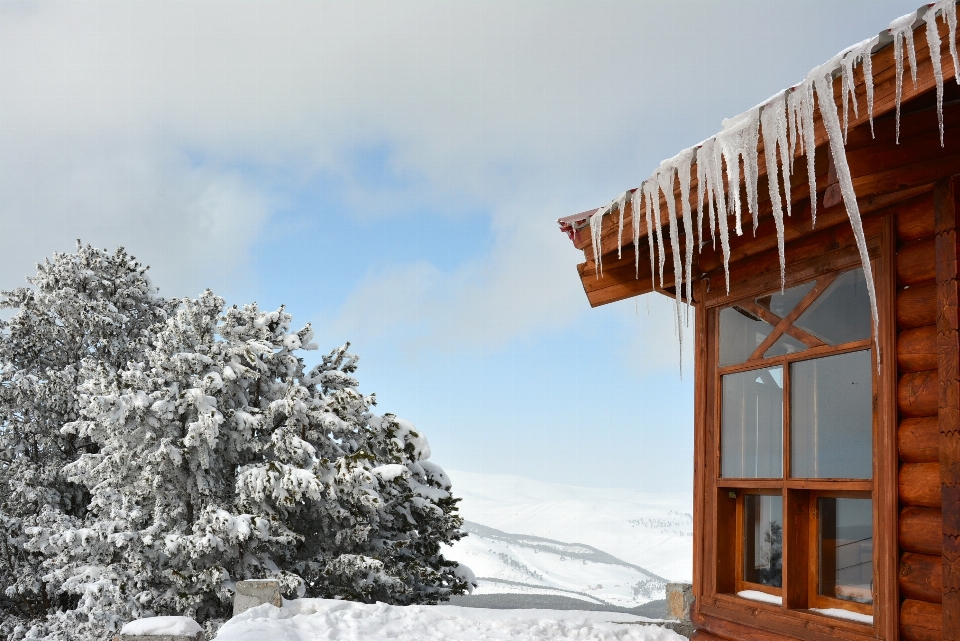 Landschaft baum berg schnee