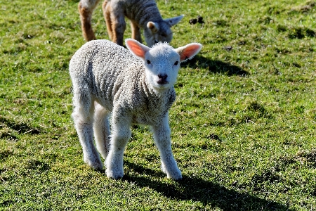 自然 草 分野 農場 写真