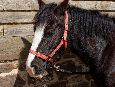 Farm animal horseback horse Photo