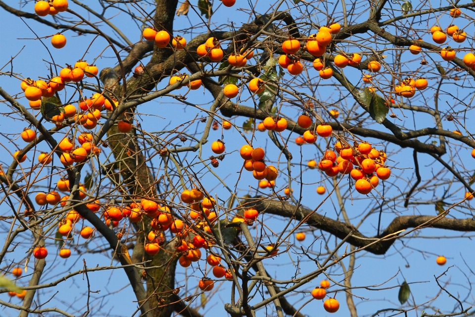 Tree branch blossom plant