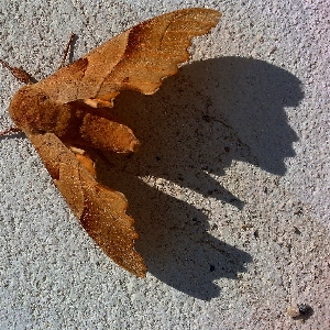 Sand silhouette wing wood Photo