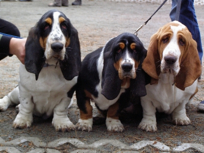 Foto Cachorro bonitinho mamífero cão de caça