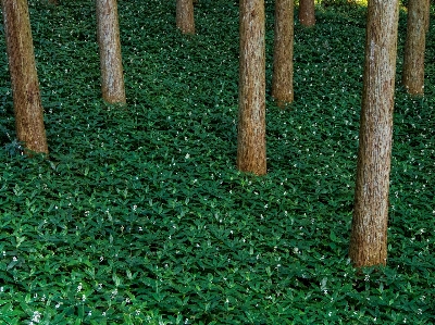 Tree forest grass fence Photo