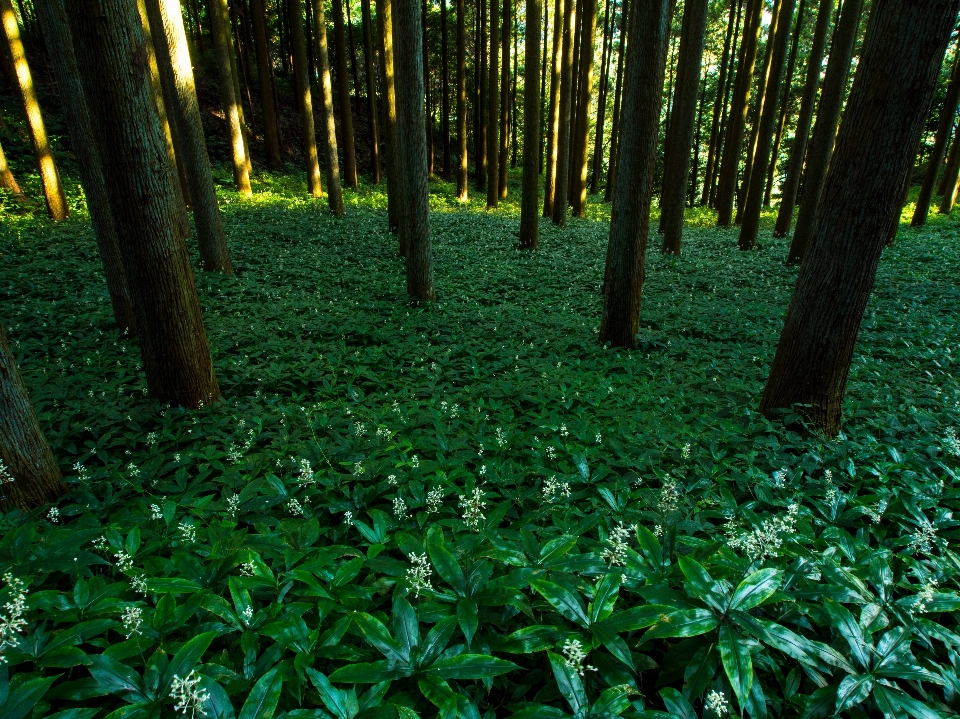 árvore floresta grama plantar