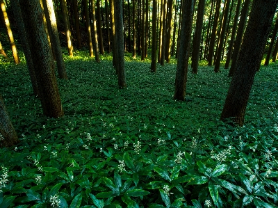 Tree forest grass plant Photo