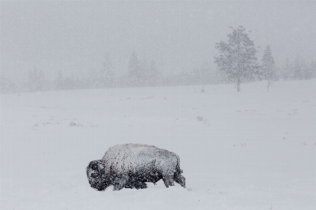 Photo Neige froid hiver noir et blanc
