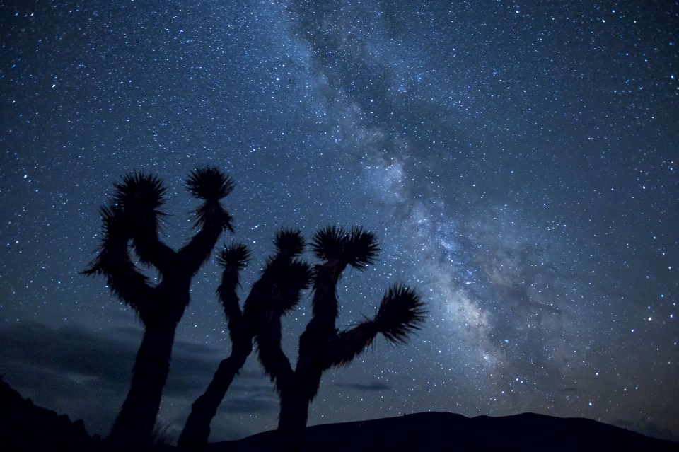 Landscape wilderness cactus sky