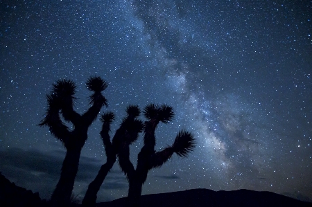 Landscape wilderness cactus sky Photo