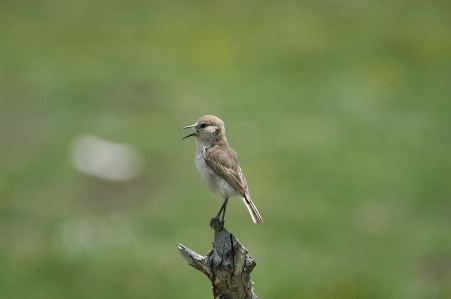 Nature branch bird wildlife Photo