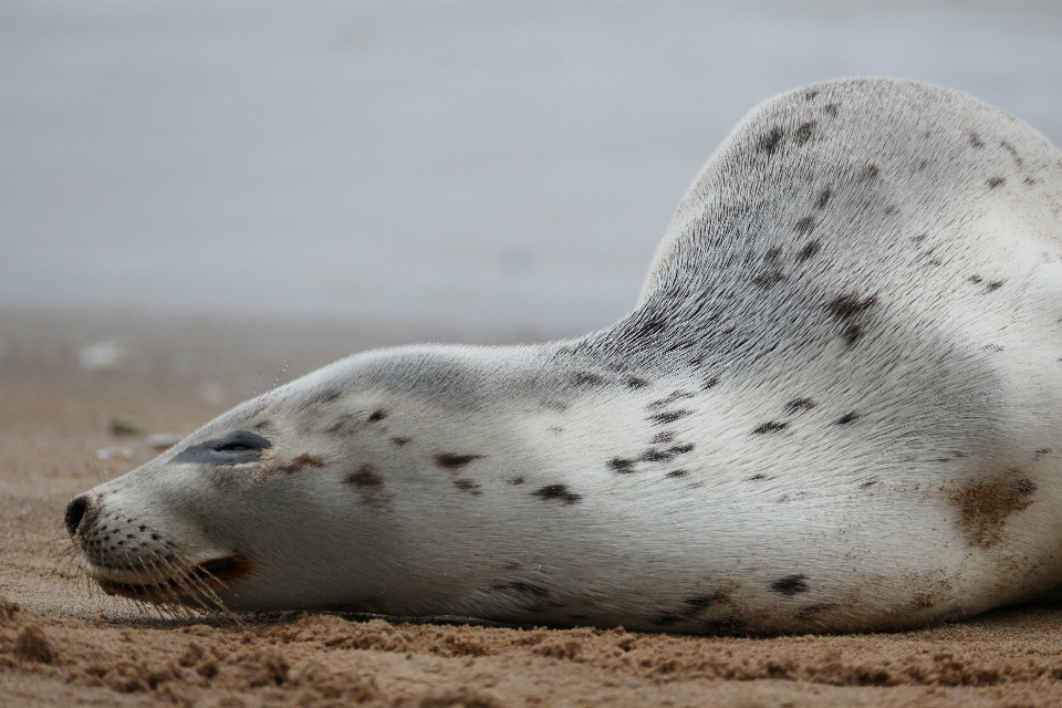 Meer natur weiss tierwelt