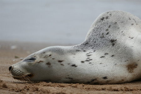 海 自然 白 野生動物 写真