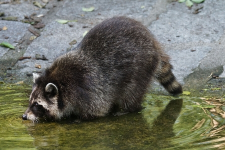 Wildlife zoo mammal predator Photo