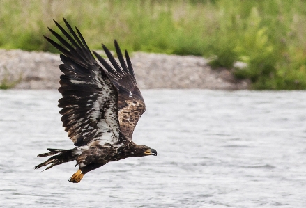 Foto Acqua natura uccello ala