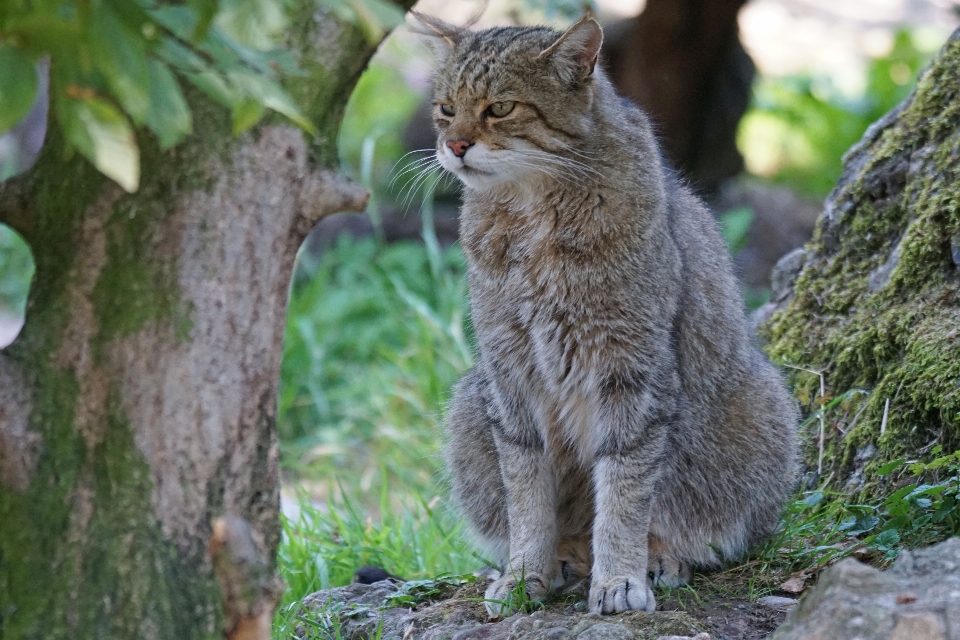 Faune chat mammifère prédateur