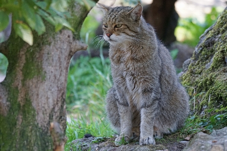 Foto Animais selvagens gato mamífero predador