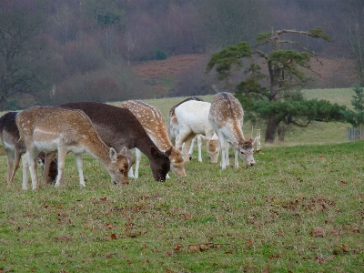 Nature forest grass field Photo