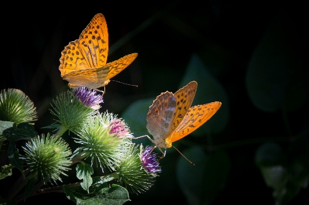 Nature photography leaf flower Photo