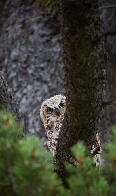 Tree nature branch bird