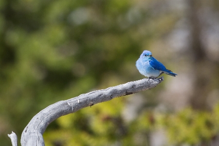 Tree nature branch bird Photo