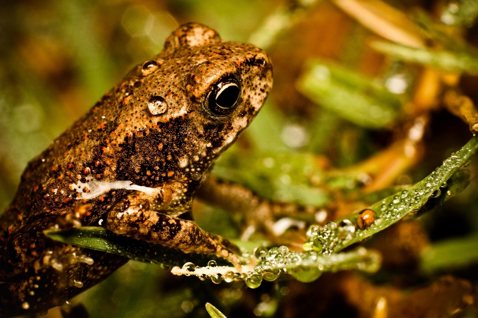 Natur tier tierwelt umfeld