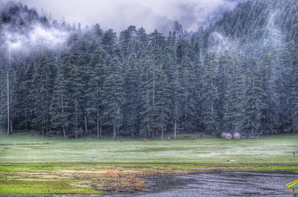 Landscape tree nature forest