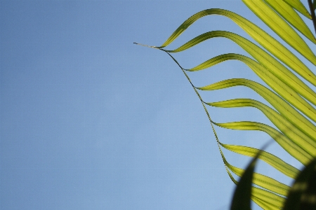 草 ブランチ 植物 空 写真