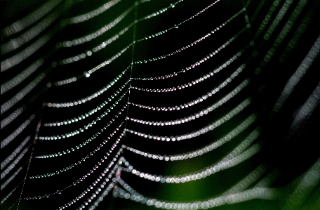 Wasser natur tropfen tau Foto