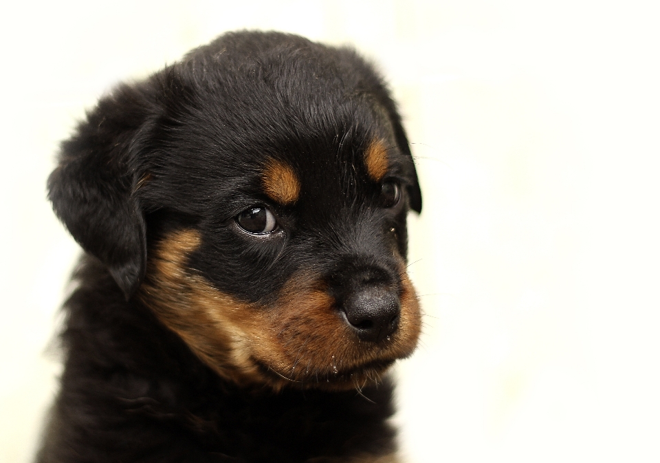 Nature white home puppy