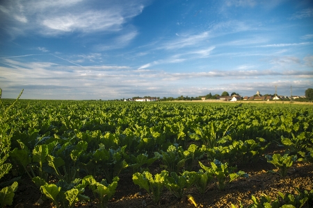 Landscape horizon plant sky Photo