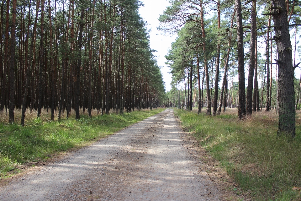 Paysage arbre nature forêt