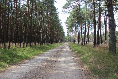 Landscape tree nature forest Photo