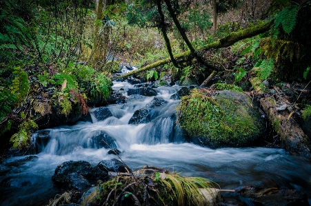 Photo Paysage eau nature forêt