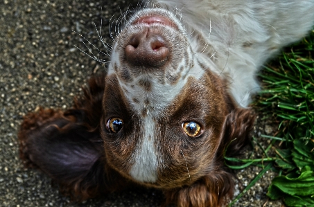 Foto Anak anjing mamalia spaniel
