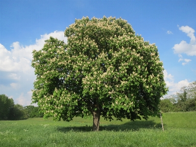 Tree plant meadow flower Photo