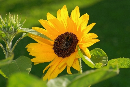 Blossom plant field flower Photo