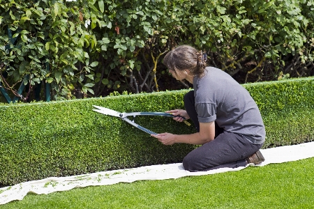 Grass lawn backyard garden Photo