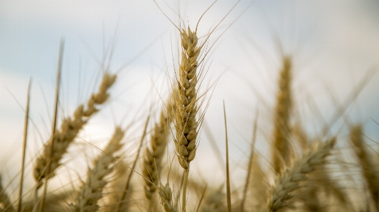 Grass plant field barley Photo