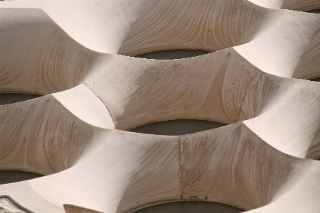 Wood white flower petal Photo