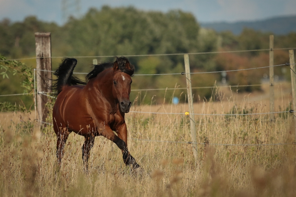 Meadow prairie pasture grazing