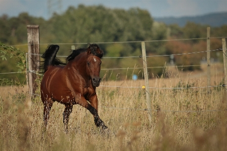 Meadow prairie pasture grazing Photo