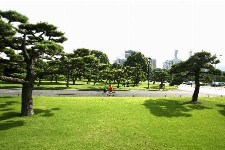 Tree grass structure lawn Photo