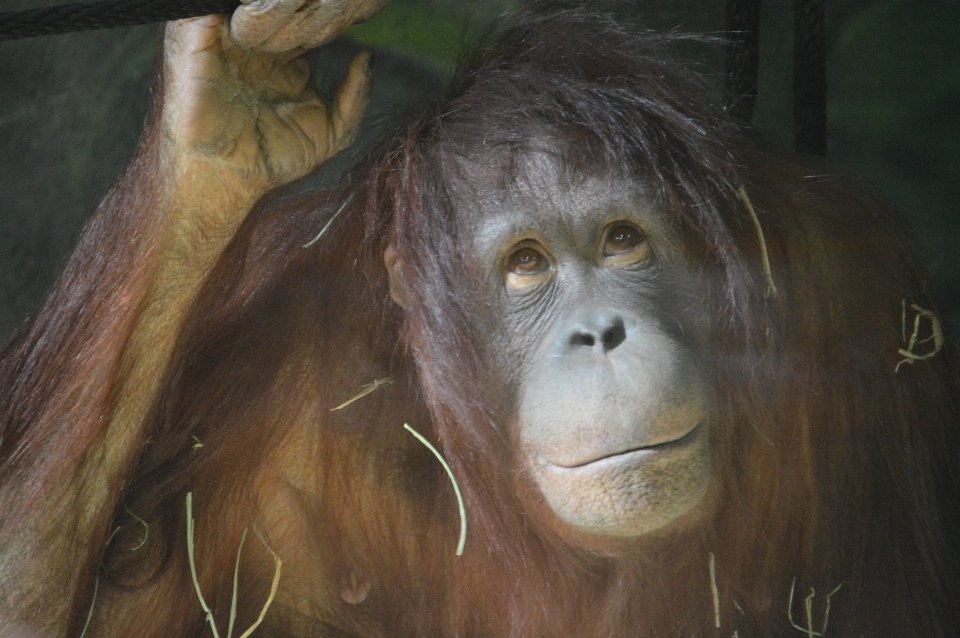 Zwierzę uroczy dzikiej przyrody ogród zoologiczny