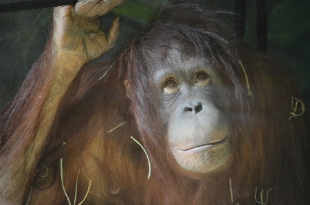 Animal cute wildlife zoo Photo